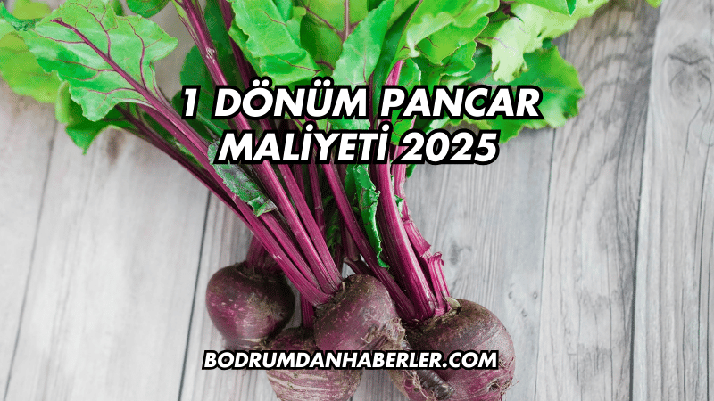 1 Dönüm Pancar Maliyeti 2025