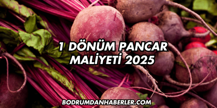 1 Dönüm Pancar Maliyeti 2025