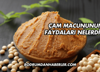 Çam Macununun Faydaları Nelerdir?