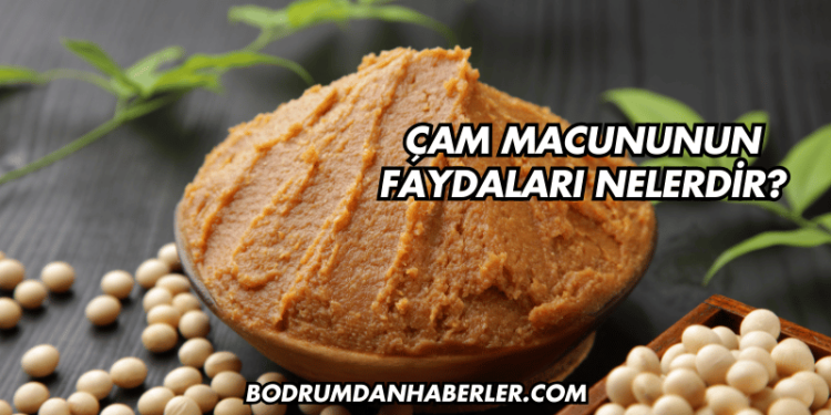 Çam Macununun Faydaları Nelerdir?