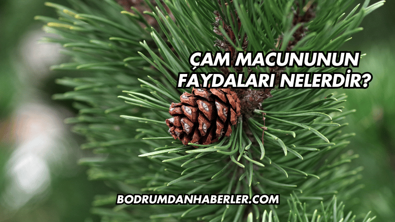 Çam Macununun Faydaları Nelerdir?