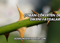 Çoban Çökerten Demir Dikeni Faydaları
