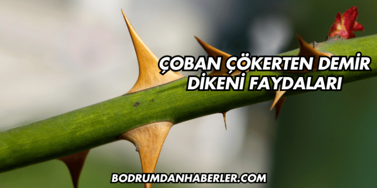Çoban Çökerten Demir Dikeni Faydaları