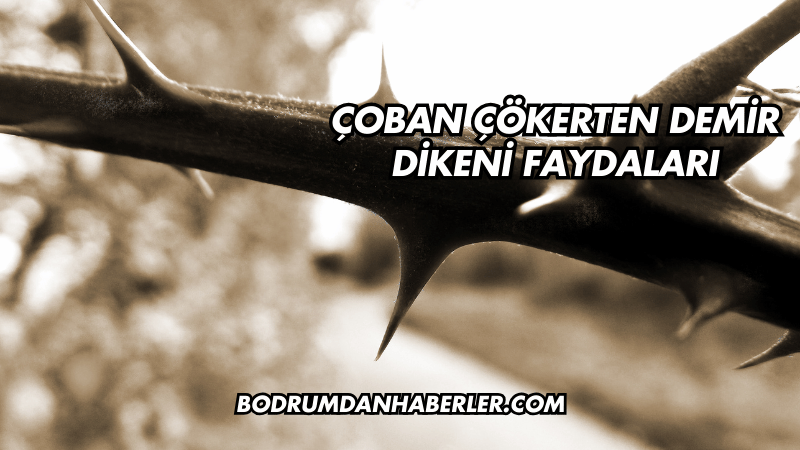 Çoban Çökerten Demir Dikeni Faydaları