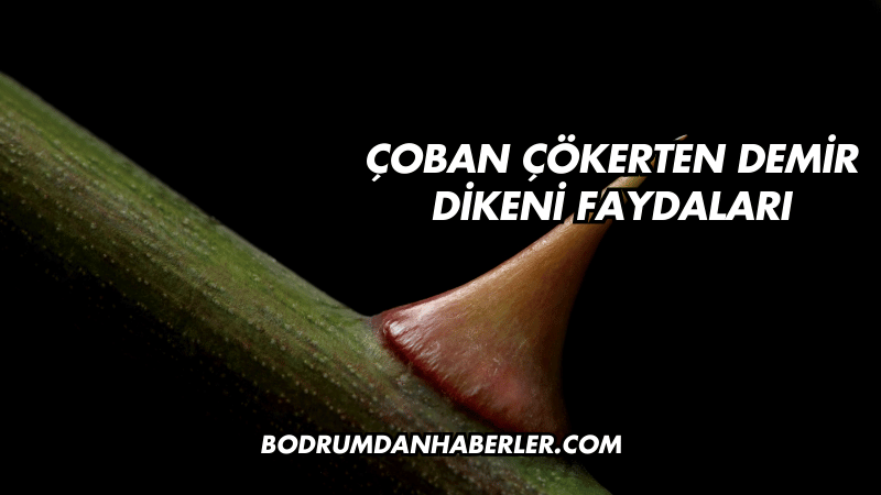 Çoban Çökerten Demir Dikeni Faydaları