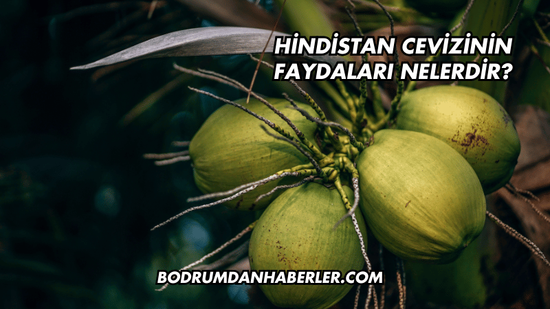 Hindistan Cevizinin Faydaları Nelerdir?