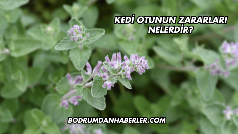 Kedi Otunun Zararları Nelerdir?