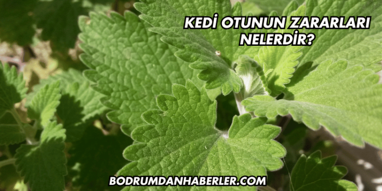 Kedi Otunun Zararları Nelerdir?