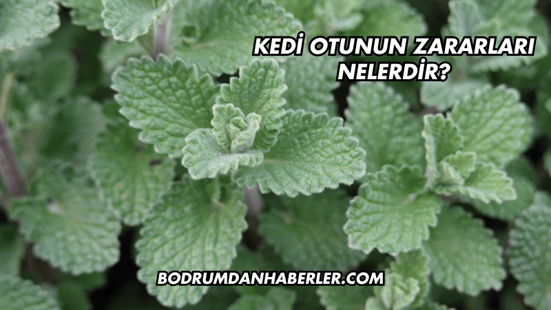 Kedi Otunun Zararları Nelerdir?