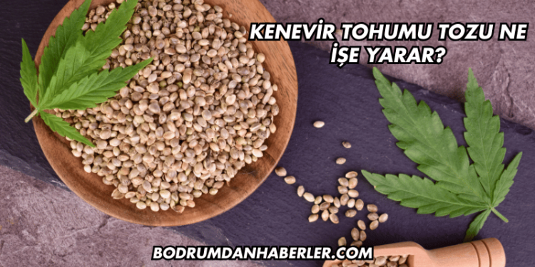 Kenevir Tohumu Tozu Ne İşe Yarar?