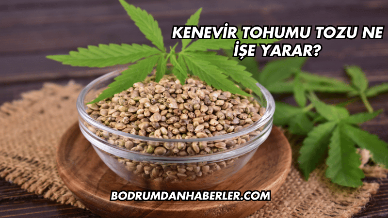 Kenevir Tohumu Tozu Ne İşe Yarar?