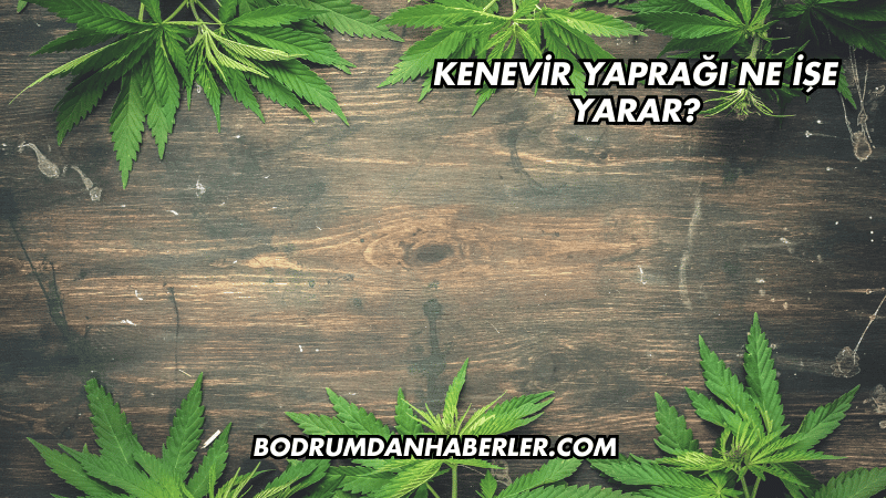 Kenevir Yaprağı Ne İşe Yarar?
