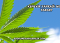 Kenevir Yaprağı Ne İşe Yarar?