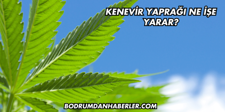 Kenevir Yaprağı Ne İşe Yarar?