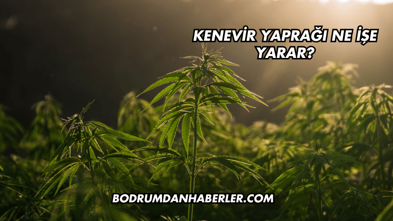 Kenevir Yaprağı Ne İşe Yarar?