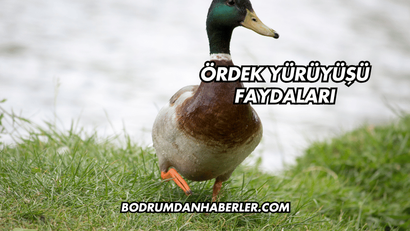 Ördek Yürüyüşü Faydaları