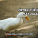 Ördek Yürüyüşü Faydaları