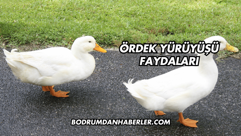 Ördek Yürüyüşü Faydaları
