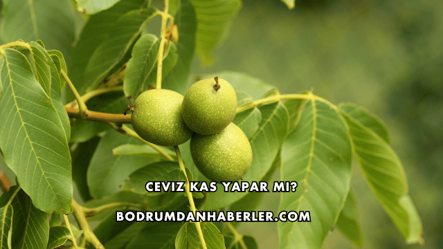 Ceviz Kas Yapar mı?