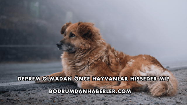 Deprem Olmadan Önce Hayvanlar Hisseder mi?