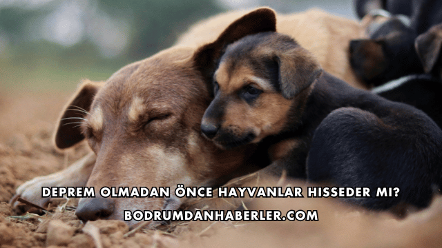Deprem Olmadan Önce Hayvanlar Hisseder mi?